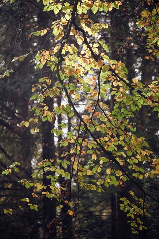 Herbstliche Baumkrone im Sonnenlicht